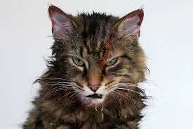 Image result for cat